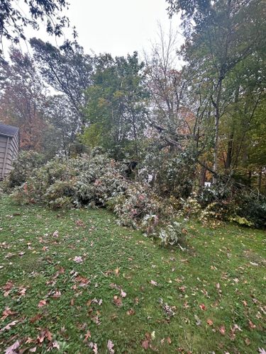 Clean Up for DC TREE in Vernon, CT