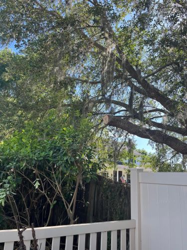 Tree Trimming for Verimay's Garden and Landscaping in Hillsborough County, FL