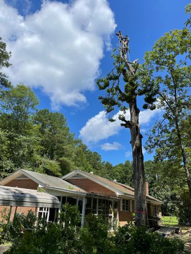 Tree Removal for Rosales Landscaping LLC in Lake Gaston, North Carolina