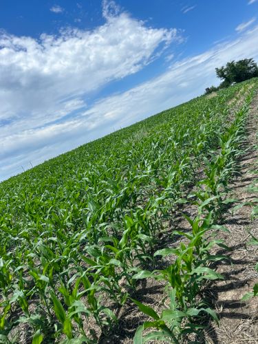 Food Plot Maintenance for Two Young Bucks in Leon, IA