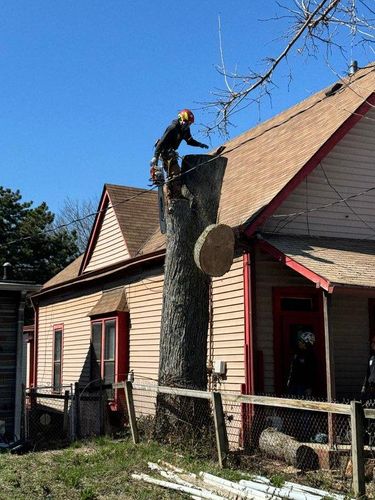 Tree Removal for Williams Tree Service LLC in Indianapolis, IN