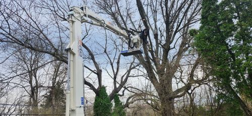 All Photos for Pro Tree Trim & Removal, Llc in Dayton, OH