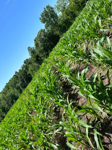 Food Plot Maintenance for Two Young Bucks in Leon, IA