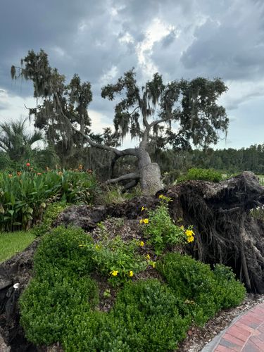 Stump Removal for Ryker's Tree Service in Dunedin, FL