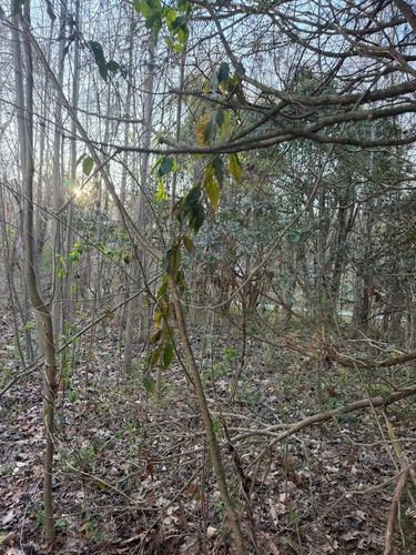 All Photos for Ramirez Tree Care in Elkin, NC