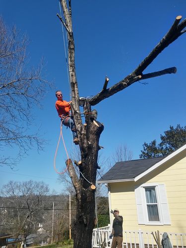  for Professional Tree Service USA in Chattanooga, TN