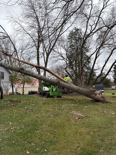Tree Removal for Fransen's Tree Service  in Freeport, IL