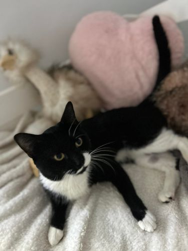 Animal Sanctuary for Sullivan Sanctuary of Maine in Brunswick, ME