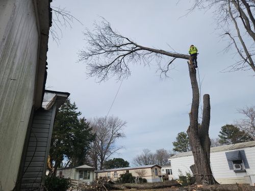  for Tidewater Tree Service in Chesapeake, VA