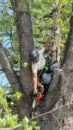 All Photos for Ramirez Tree Care in Elkin, NC