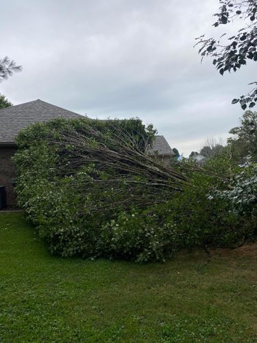 Tree Removal for Atwood’s Tree Care in Liberty,  KY