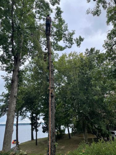 Tree Removal for Rosales Landscaping LLC in Lake Gaston, North Carolina