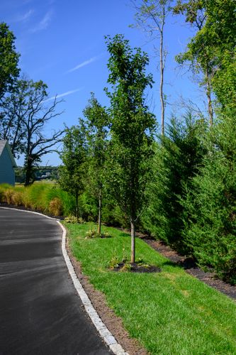 New Lawn Installation for Pungitore Landscapes, Irrigation & Fertilizer in Hingham, MA