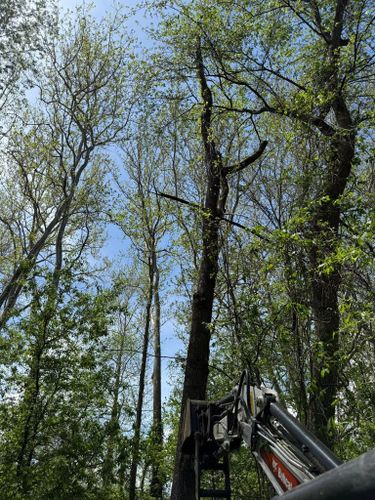  for Sterlings Tree Removal in Cobleskill, New York
