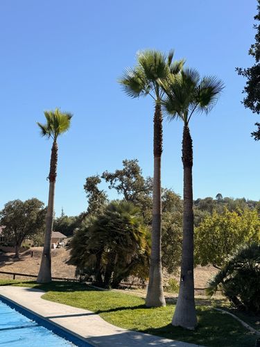 Tree Removal for A1 Junk & Tree Solutions, LLC in Paso Robles, CA
