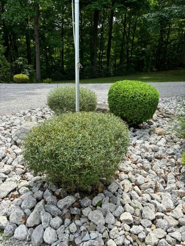 Tree & Shrub Care for Lopez Landscaping & Snow Removal LLC in Conneaut, OH