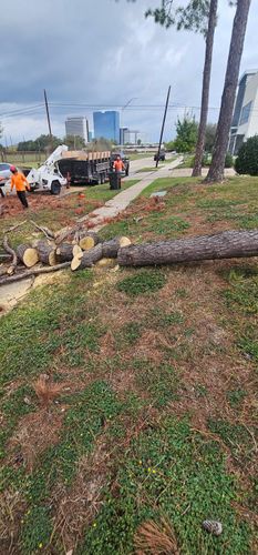  for Servin's Tree Care  in Houston, TX