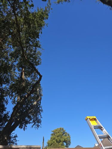  for Servin's Tree Care  in Houston, TX