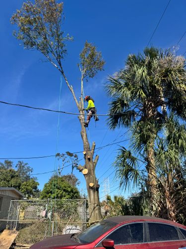  for Broadway Tree Care in Inverness, FL