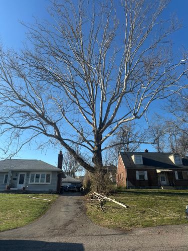 All Photos for Pro Tree Trim & Removal, Llc in Dayton, OH