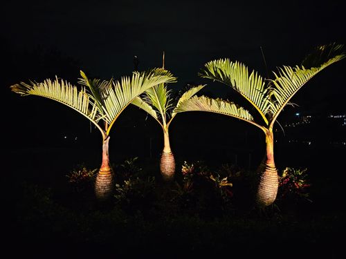 Landscape Lighting for Natural View Landscape, Inc.  in Loxahatchee, FL