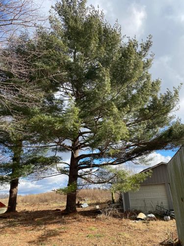 Tree Removal for Atwood’s Tree Care in Liberty,  KY