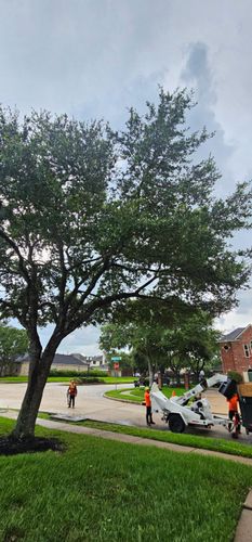  for Servin's Tree Care  in Houston, TX