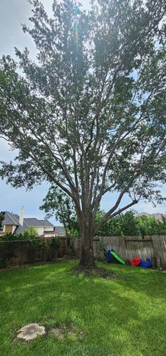  for Servin's Tree Care  in Houston, TX