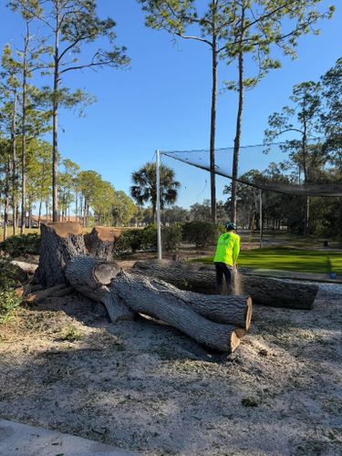 Tree Removal for Ryker's Tree Service in Dunedin, FL