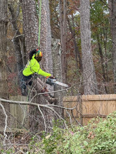  for Broadway Tree Care in Inverness, FL