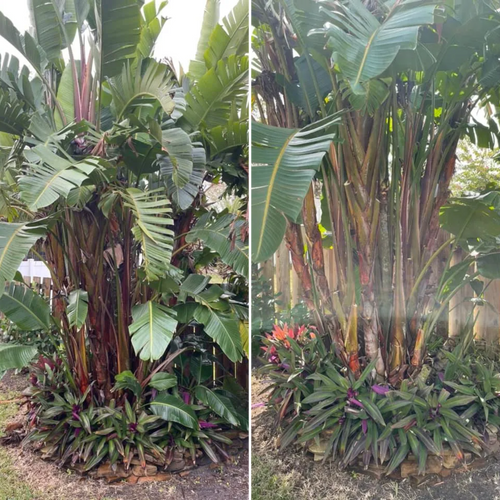 Palm Trimming for Lawn Caring Guys in Cape Coral, FL