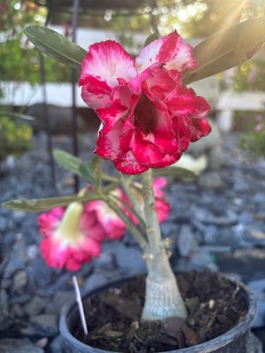Custom Plant Bouquets for Lawn Caring Guys in Cape Coral, FL