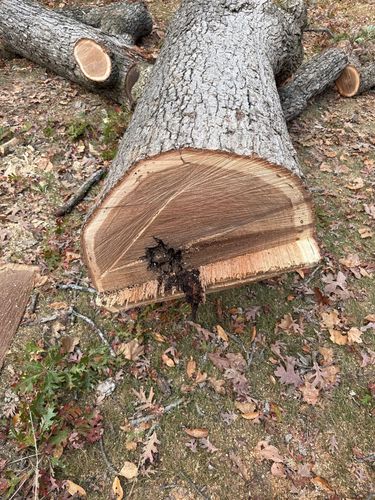Stump Removal for Fransen's Tree Service  in Freeport, IL