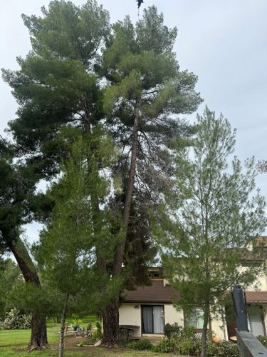 Property Beautification for The Tree Fairy in Julian, CA