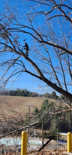 Tree Climbing Services for Brothers Tree Service in Burnsville, NC