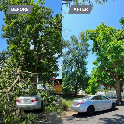 All Photos for Pro Tree Trim & Removal, Llc in Dayton, OH