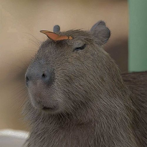  for Good Boys LLC in Irondequoit, NY