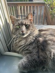 Animal Sanctuary for Sullivan Sanctuary of Maine in Brunswick, ME