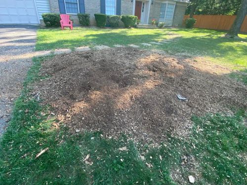 Stump Removal for DIAZ TREE in Stafford, VA