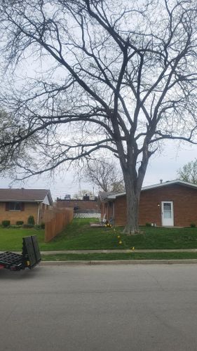 All Photos for Pro Tree Trim & Removal, Llc in Dayton, OH