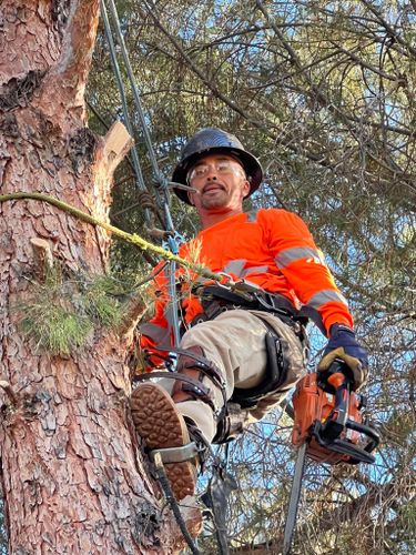 Tree Removal for By Faith Landscaping in Sierra Vista, AZ