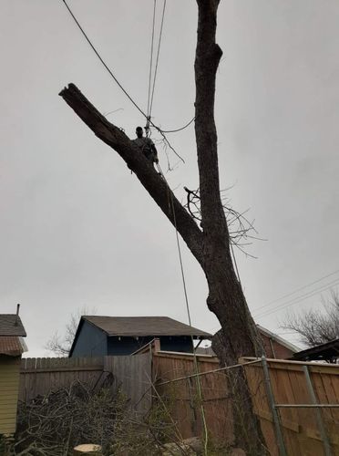 Tree Removal for Tree2Tree Tree Service in Sherman, Texas