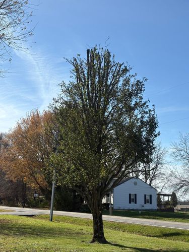  for Dig-It Tree Company in Mason, OH