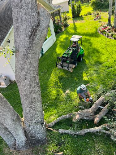 Tree Trimming for Ryker's Tree Service in Dunedin, FL