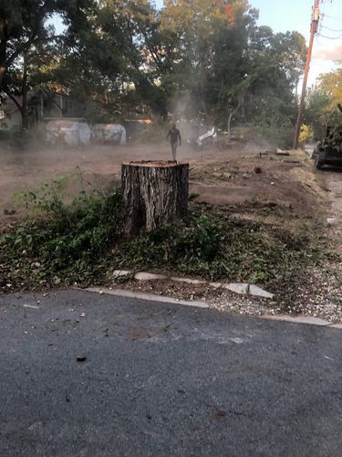 Tree Removal for Tree2Tree Tree Service in Sherman, Texas