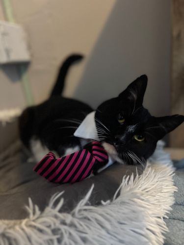 Brutus, Bruno & Betty Boop for Sullivan Sanctuary of Maine in Brunswick, ME