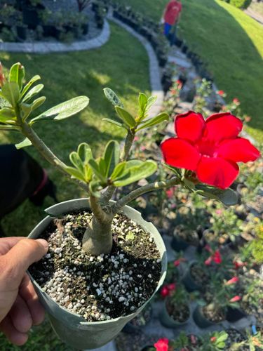 Plant Installation for Lawn Caring Guys in Cape Coral, FL