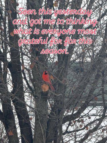  for Bearforce Lawn Care LLC in Greenfield, IN