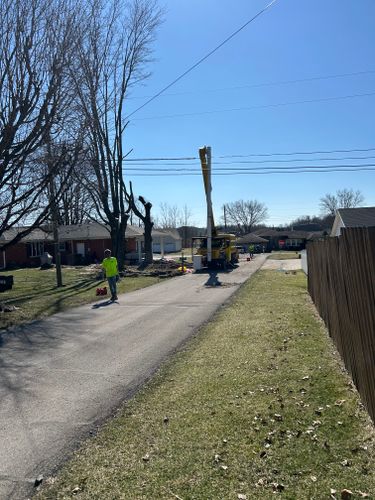 Tree Removal for SMITHs Tree Service in Columbus, IN