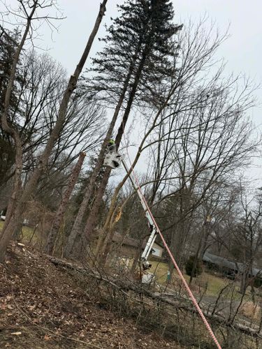  for D Hale Tree Service in Ann Arbor, MI